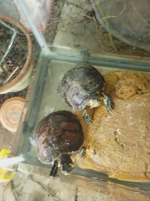 giving away 2 turtles in Homestead, Florida