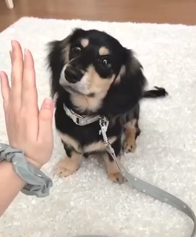 Molly in Dallas, Texas