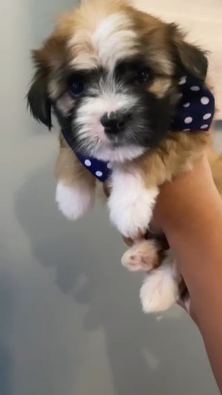 RUMBLE - Shorkie Tzu Puppy in Atlanta, Georgia