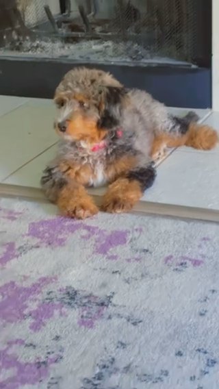 Bernadoodle 8 Months Old in Dallas, Texas
