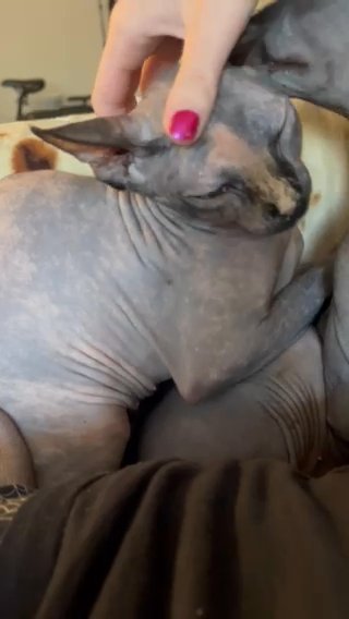 female sphynx! in Phoenix, Arizona