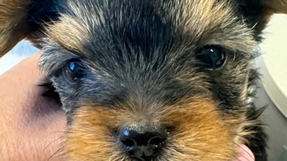 Yorkie Puppies Born 6/27/24 in Portland, Oregon