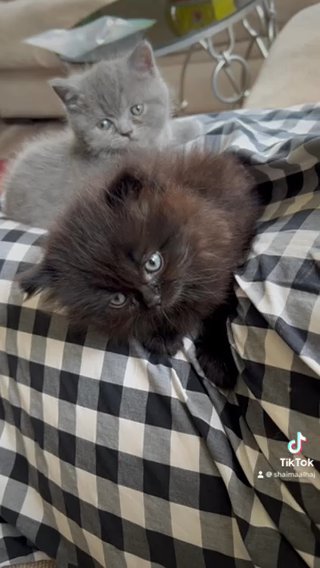 Scottishfold Dark Chocolate in Greensboro, North Carolina