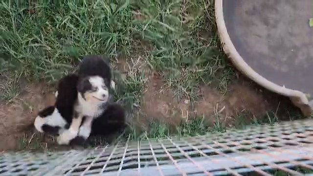 Full size Aussies in Bartlesville, Oklahoma