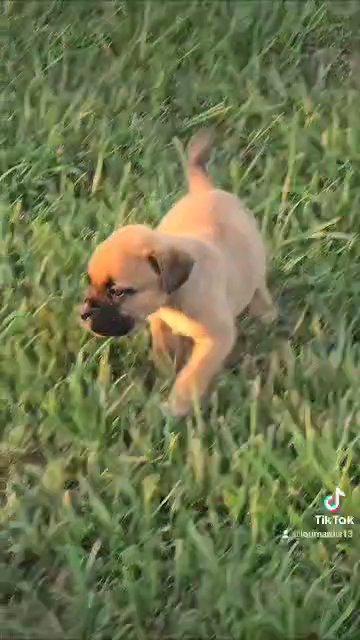 Muscle-Mastiff puppies in Zanesville, Ohio