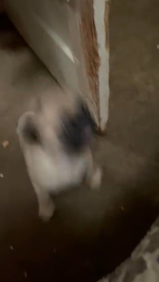 Male Pug in Los Angeles, California