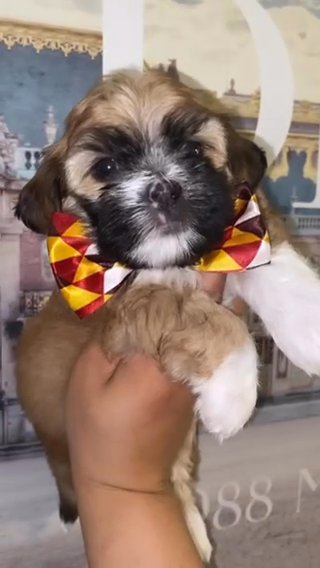 GIZMO - Shorkie Tzu Puppy in Atlanta, Georgia