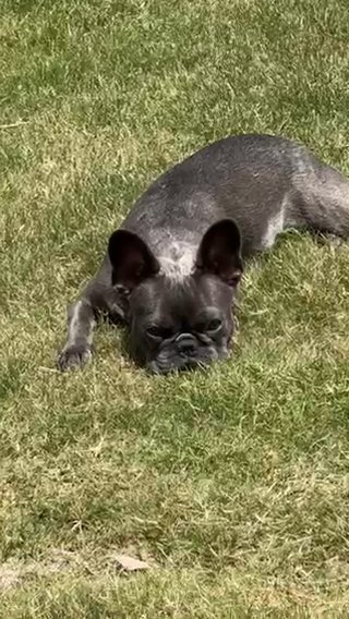 Frenchie Htx in Houston, Texas