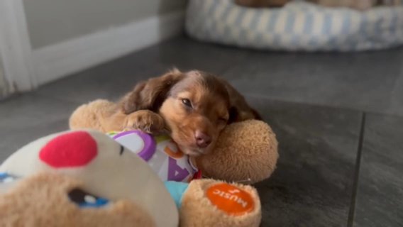 Mini Longhair Dachshund Beauty in The Villages, Florida