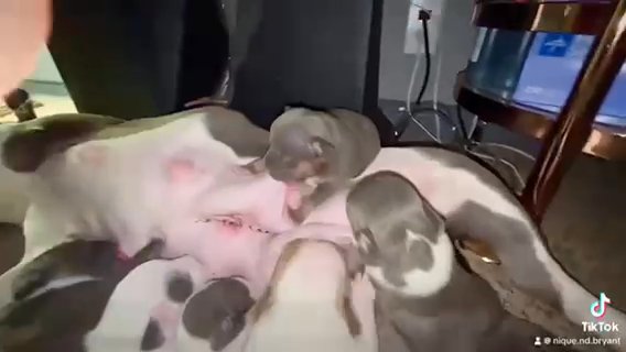 Pocket Bullies in Milwaukee, Wisconsin