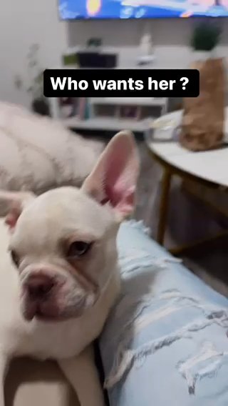Female Frenchie in The Bronx, New York