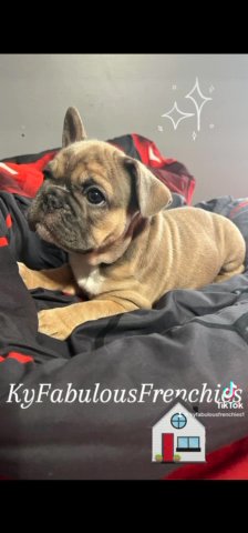 9 week Blue Fawn Female in Danville, Kentucky