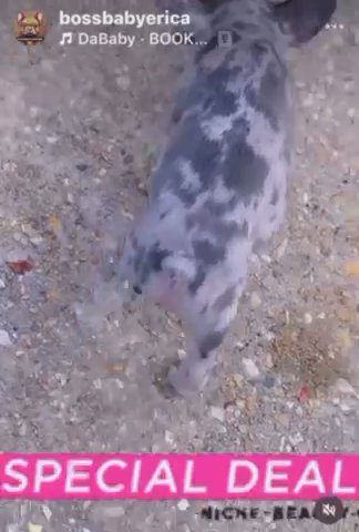Male Blue Merle French Bulldog in Baton Rouge, Louisiana