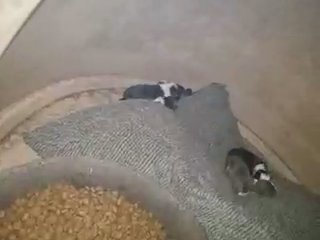 Regular size Aussie litter in Philadelphia, Pennsylvania
