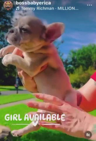 Female Fawn Merle French Bulldog in Baton Rouge, Louisiana