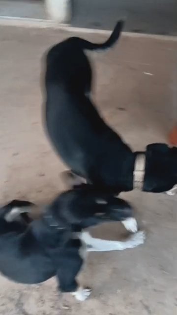 Onix the Howling German Shepherd Huskie! in Spring, Texas