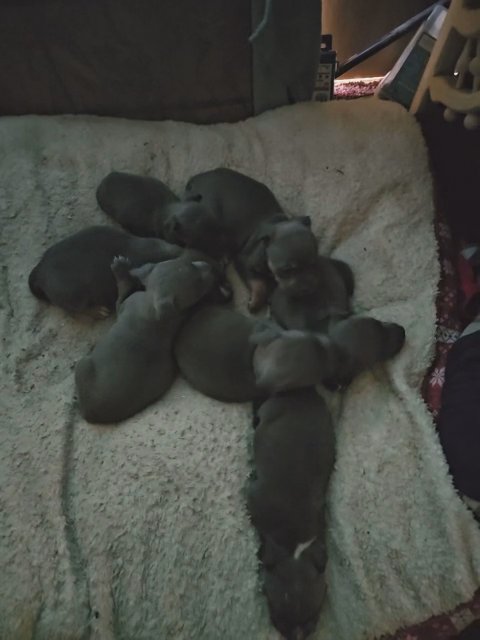 American Bully puppies in Joplin, Missouri