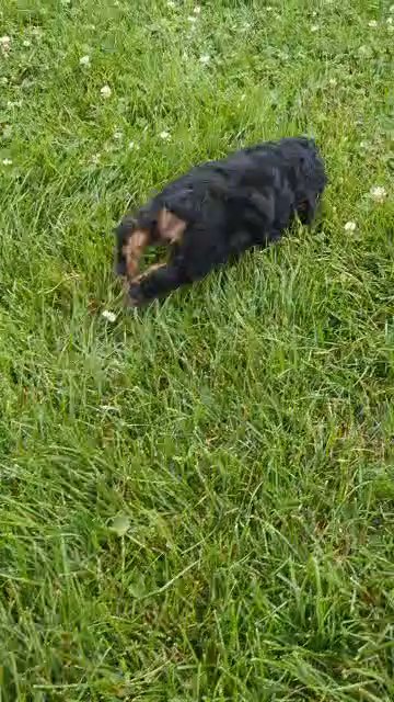 Raven in Goshen, Indiana