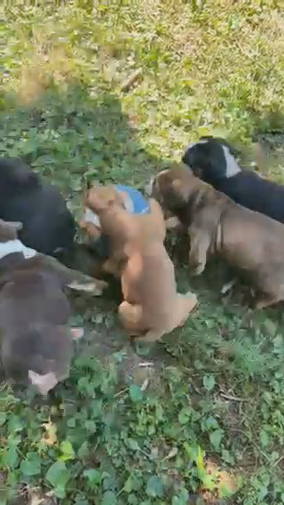 English Bulldog Blue Tri Female in Coshocton, Ohio