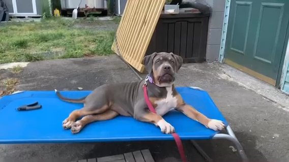 Xl Bully in Jersey City, New Jersey