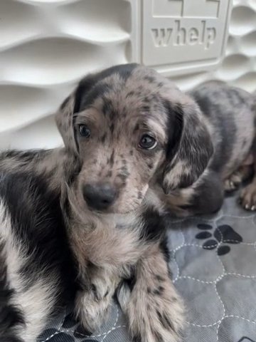 Merle Blue Bordoodle in Charlotte, North Carolina