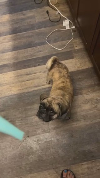 Brindle Beauty in Pittsburgh, Pennsylvania