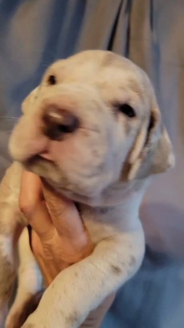 Chester Bennington AKC Great Dane puppy Lilac Harlequin Male ready for your bed 8-16-2024 in Chicago, Illinois