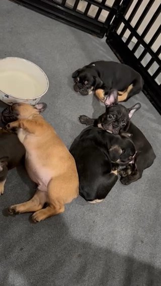 Frenchie Puppies in Fort Lauderdale, Florida