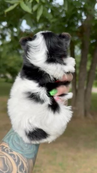 Biewer Male in Jackson, Tennessee