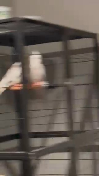 Three baby handheld cockatiels in Grove City, Ohio