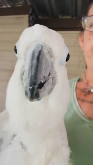 Umbrella Cockatoo in Grove City, Ohio