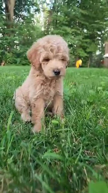 Charlie Akc mini poodle in South Bend, Indiana