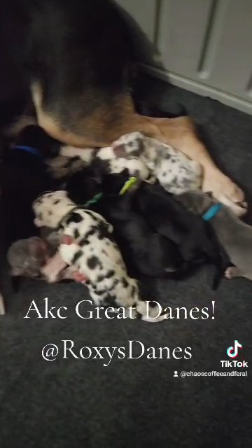Akc Great Danes in Hope Mills, North Carolina