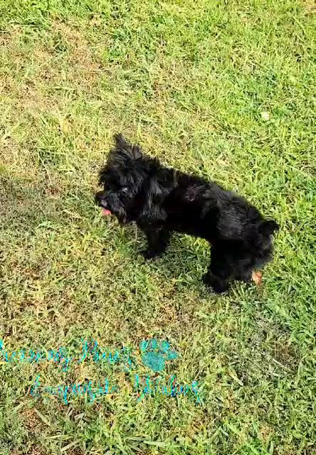 1 Yr old KB Male in League City, Texas
