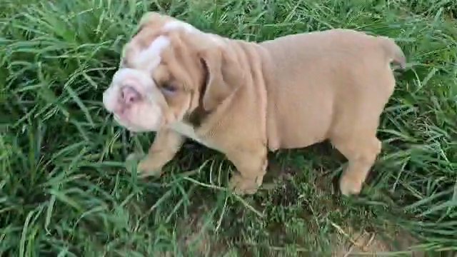 Marlin-10 week old male in Richmond, Virginia