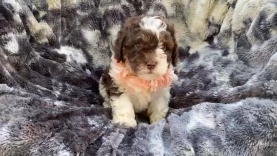 Piper (Cavapoo Baby Girl) in Campbellsville, Kentucky