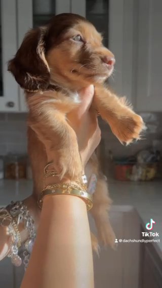 Beautiful AKC Mini Long Hair Boy in The Villages, Florida