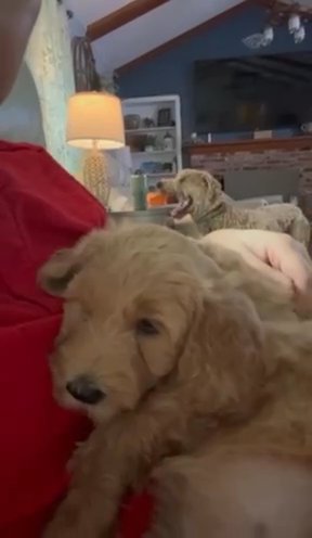 Rosie - F2b GoldenDoodle in Jacksonville, Florida