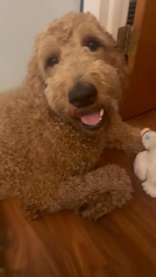 Mac - F2b GoldenDoodle in Jacksonville, Florida