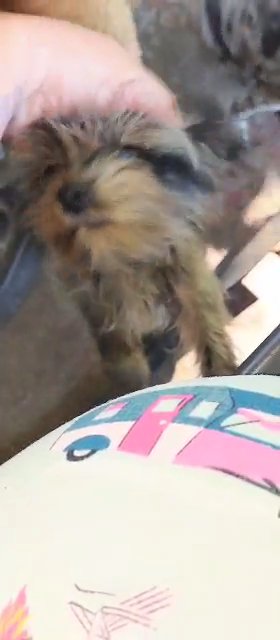 ?SOLD?Silverbell MALE Yorkie in Sikeston, Missouri