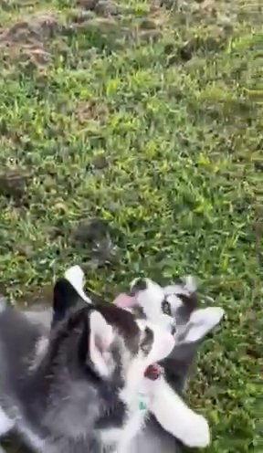 AKC Siberian Huskies in Nashville, Tennessee