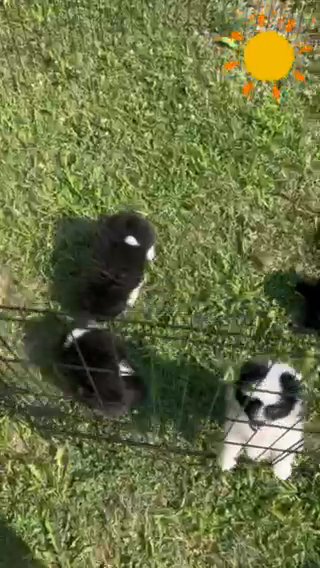 Pomeranian Puppies, in Mount Pleasant, Michigan