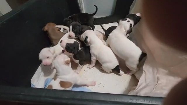 American Bully/Pitbull Terrier Pups in Houston, Texas