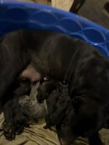 Cane Corso in St. Joseph, Missouri