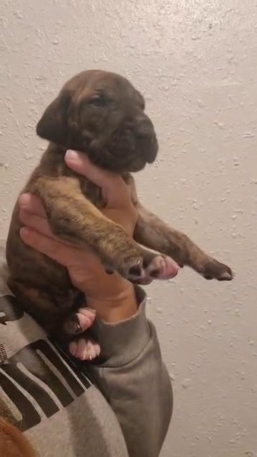 brindle female akc registered. in Cedar Falls, Iowa