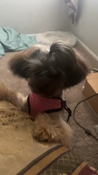 Female Shih Tzu in Louisville, Kentucky