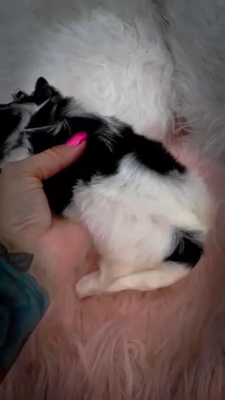 Pet Only Tiny Girl in Jackson, Tennessee