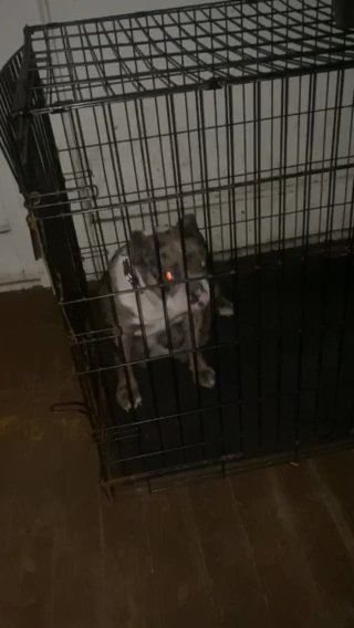 Free Sweet Loving English Bull Dog /Female To A Great Family in Rocky Mount, North Carolina