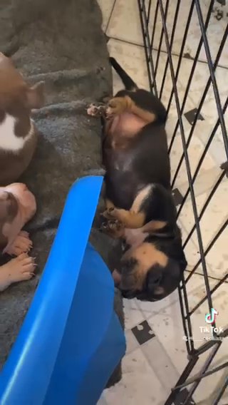 Pocket Bullies in Mount Pleasant, Texas