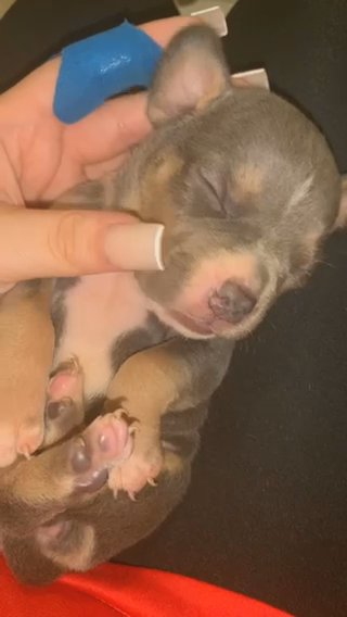 Pocket Bully in Mount Pleasant, Texas